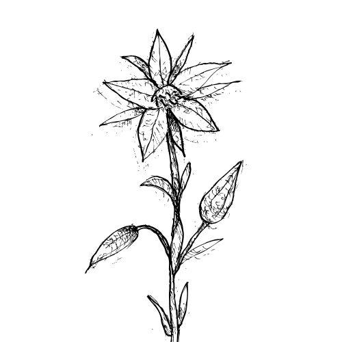 Borage