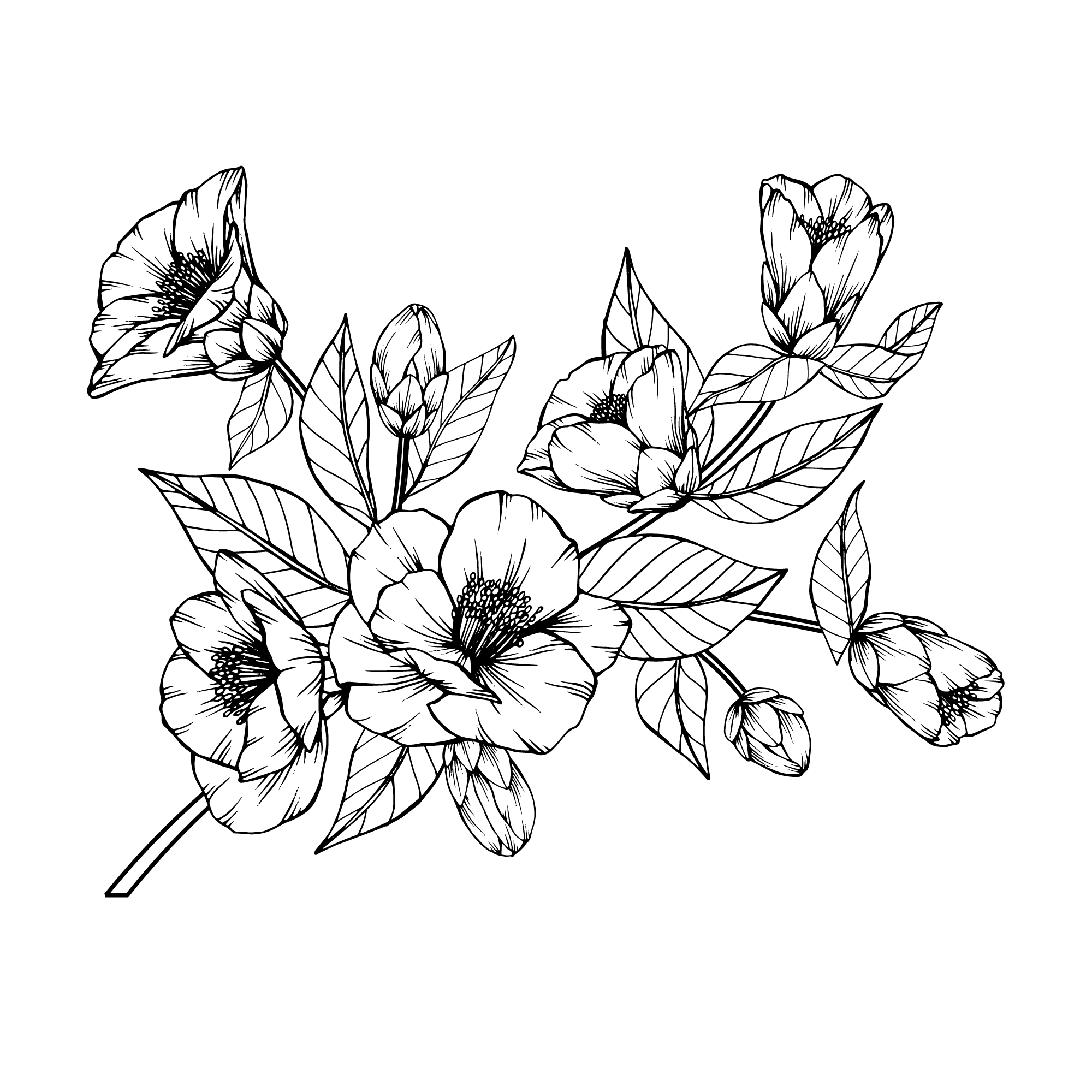 Camellia (Tea Plant)