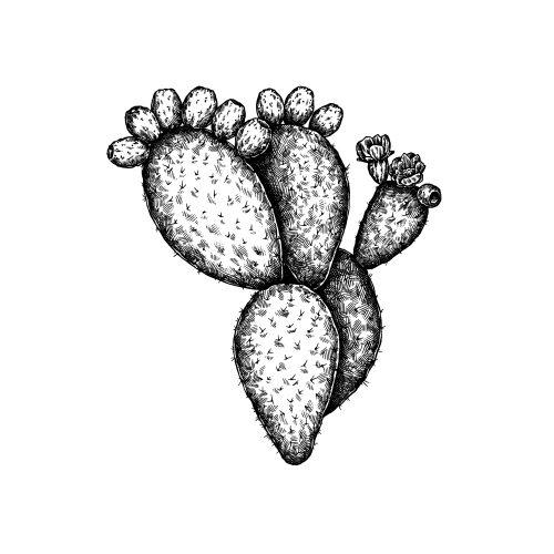 Prickly Pear
