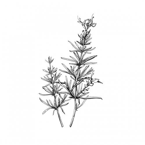 Rosemary